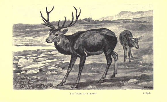 Image of Red Deer