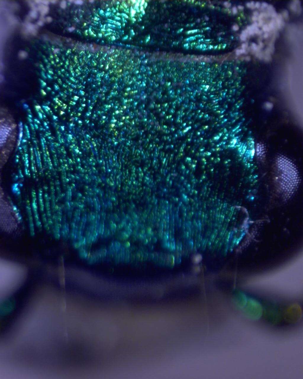 Image de Cicindela