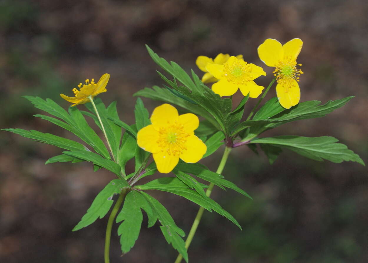 Image of Yellow Anemone