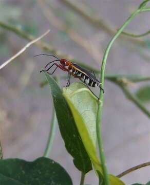 Image of Cotton Stainers (several spp.)