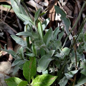 Image of Gomphrena mollis Mart.