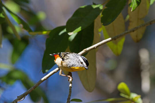 Image of Spotted Pardalote