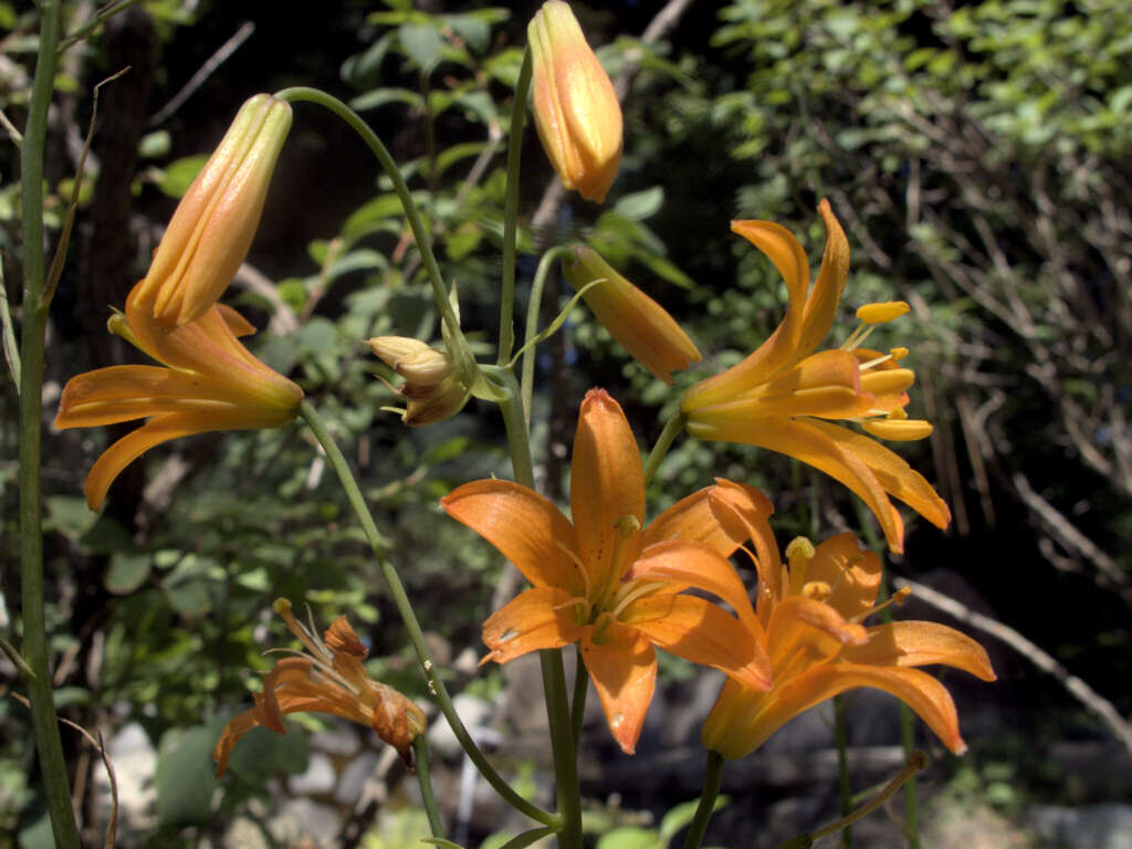 Image of Sierra tiger lily