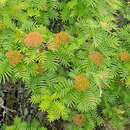 Image of Sorbus randaiensis (Hayata) Koidz.