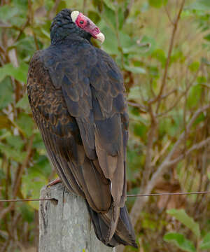 Image de Cathartes Illiger 1811