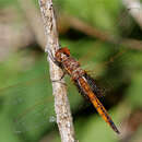 Image of Hyacinth Glider