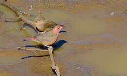 Image of Red-billed Firefinch