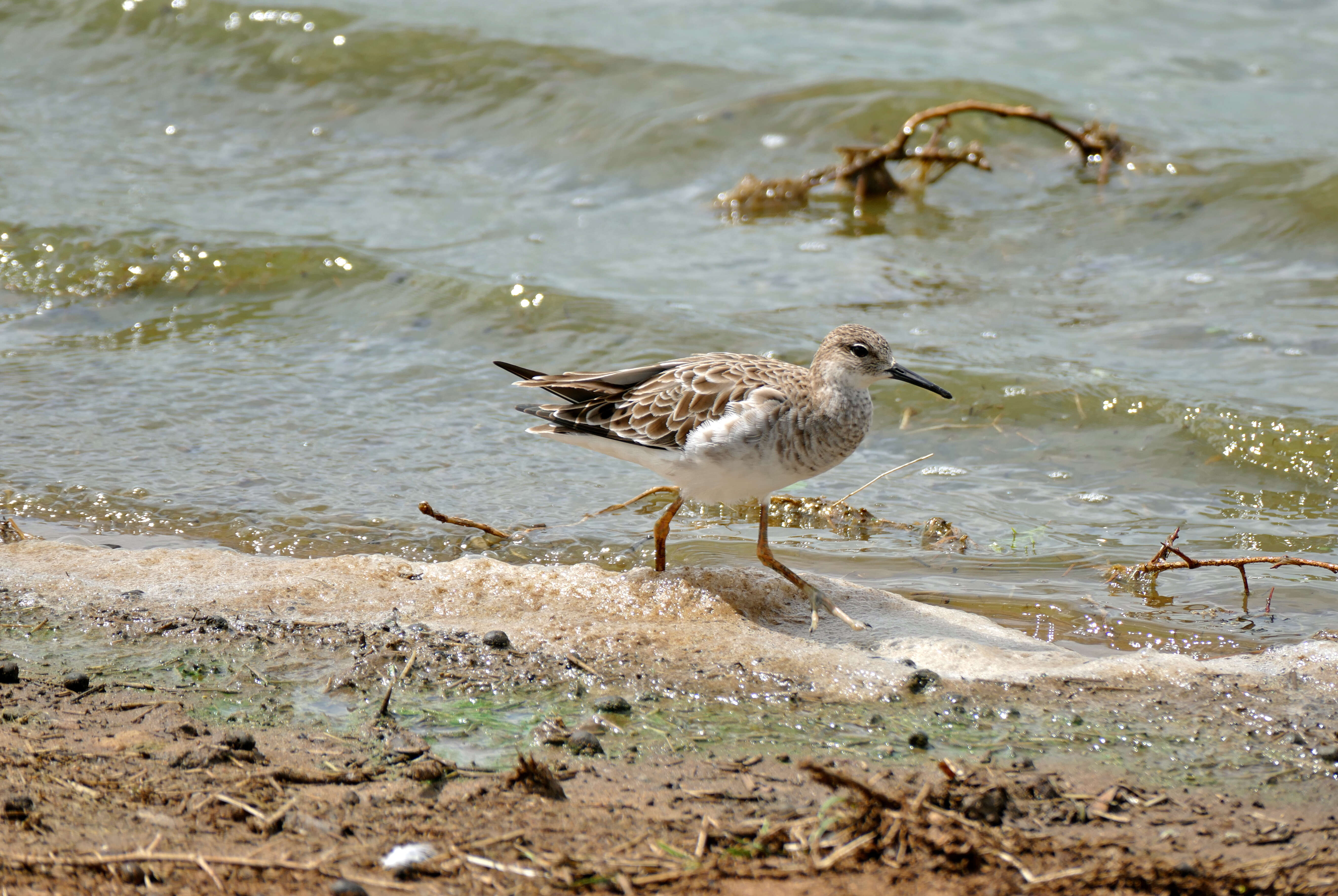 Image of Calidris Merrem 1804