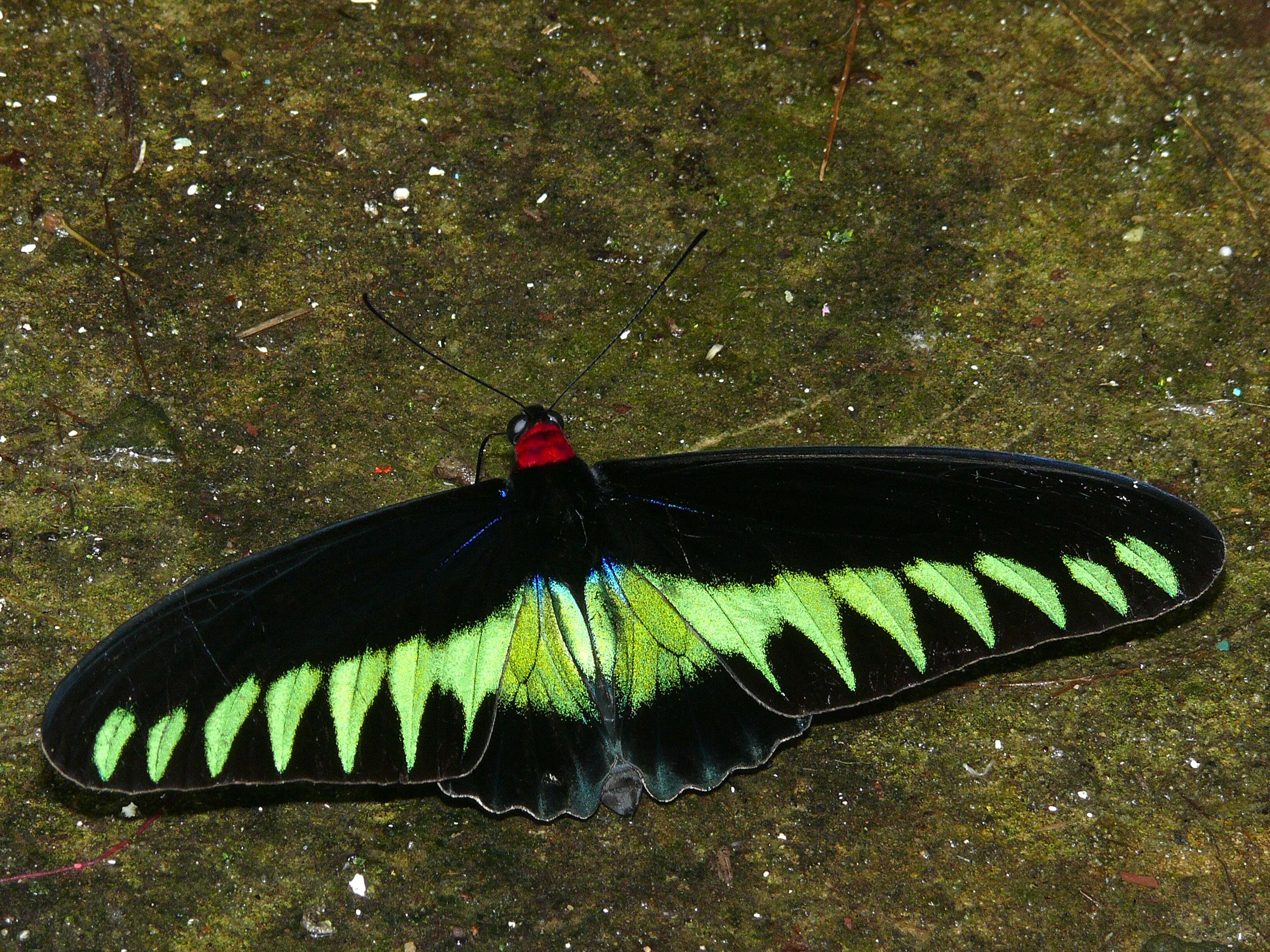 Sivun Trogonoptera kuva