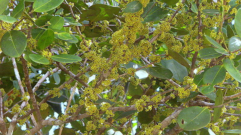 Image of Monteverdia obtusifolia (Mart.) Biral