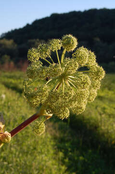 Image of purplestem angelica