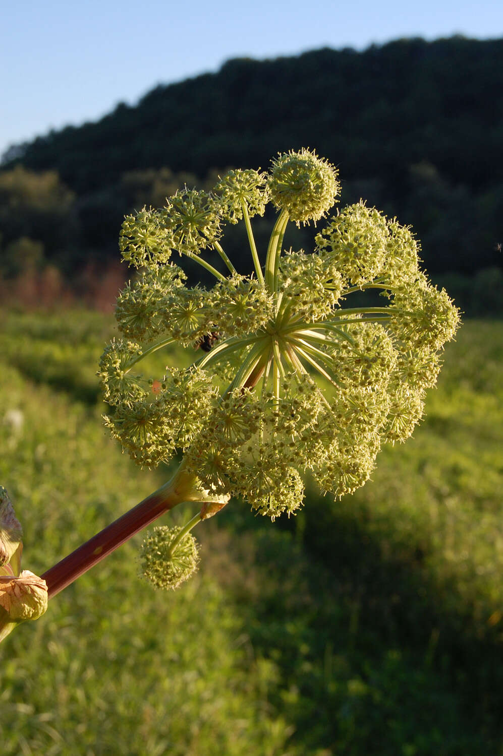 Imagem de Angelica atropurpurea L.