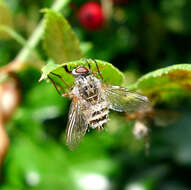 Image of Entomophthoraceae