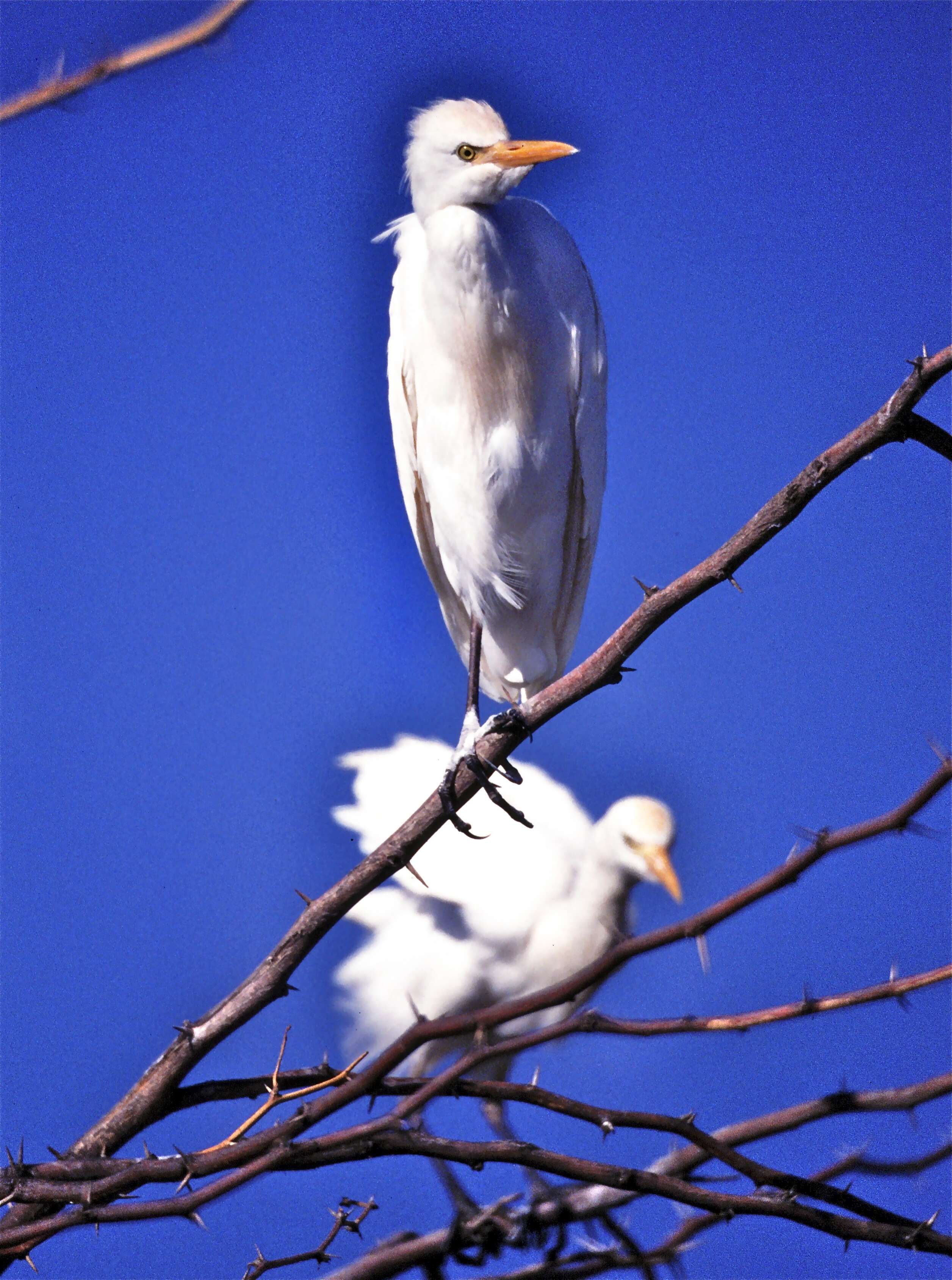 Image of Bubulcus Bonaparte 1855