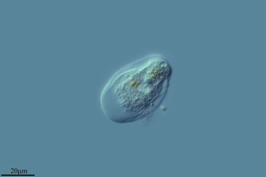 Image of Thecamoeba quadrilineata