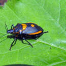 Image of Florida Predatory Stink Bug