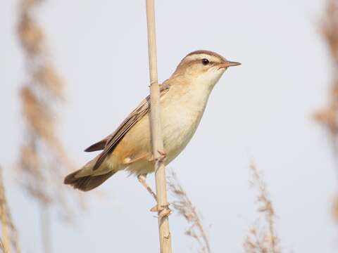 Image of Sedge Warbler