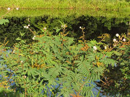 Image of sensitive plant