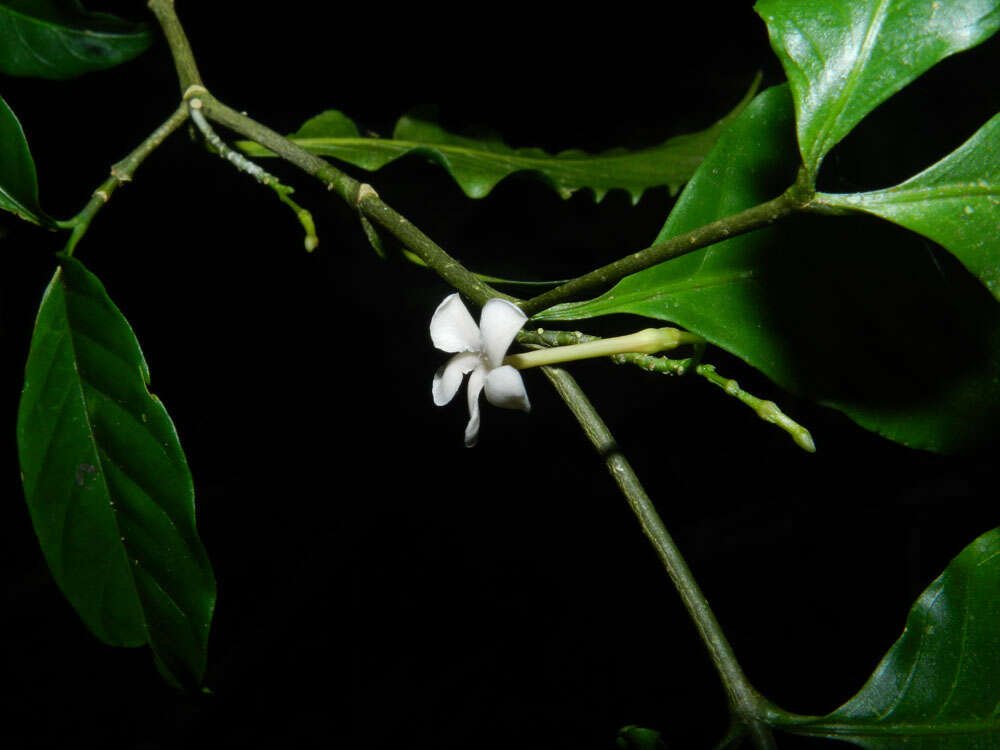 Sivun Tabernaemontana heterophylla Vahl kuva
