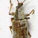 Image of Common Leaf Weevil