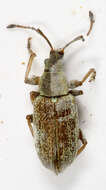 Image of Common Leaf Weevil