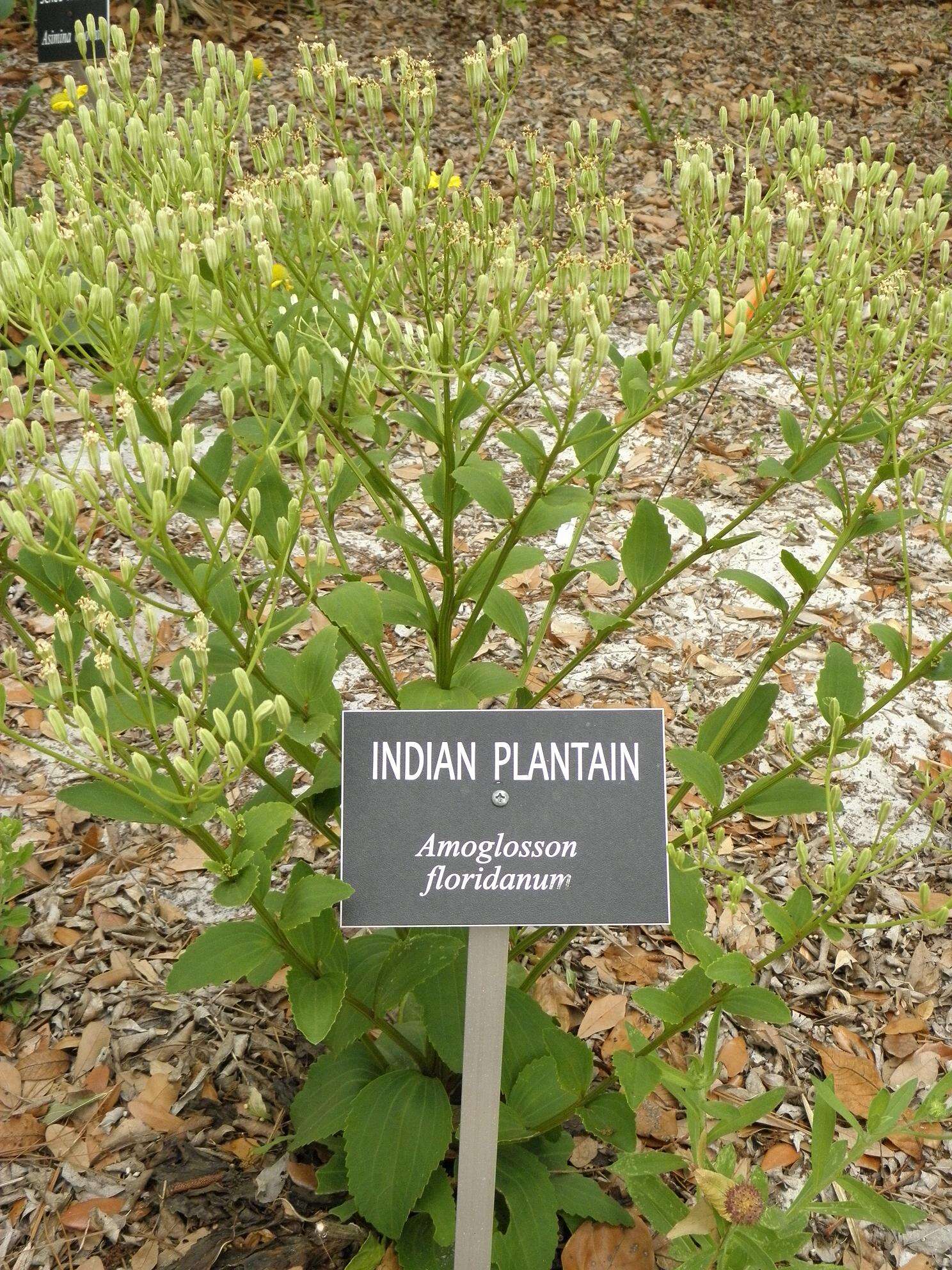 Image of Florida Indian plantain