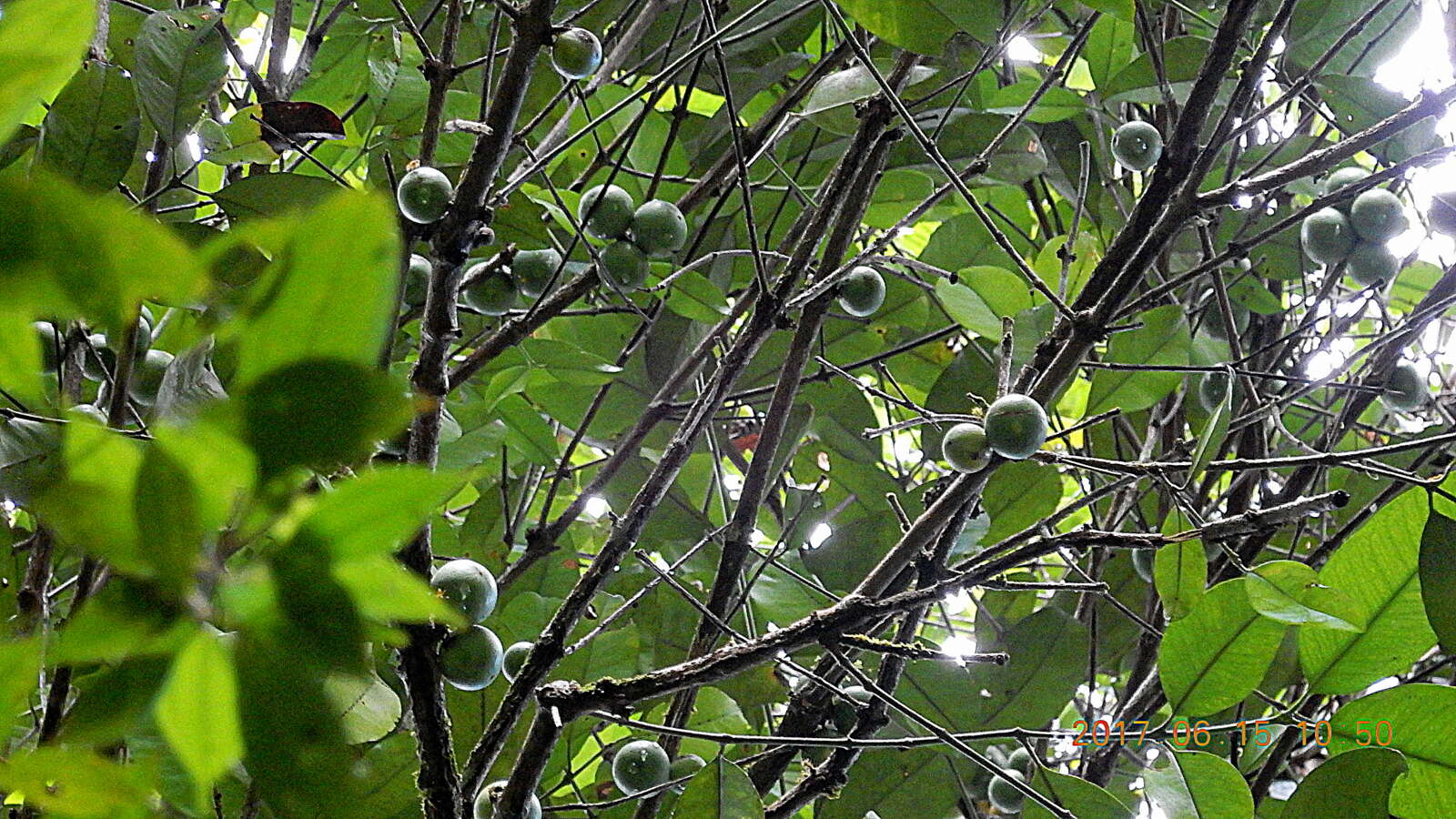 Sivun Garcinia macrophylla Mart. kuva