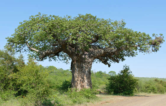 Image of African Baobab