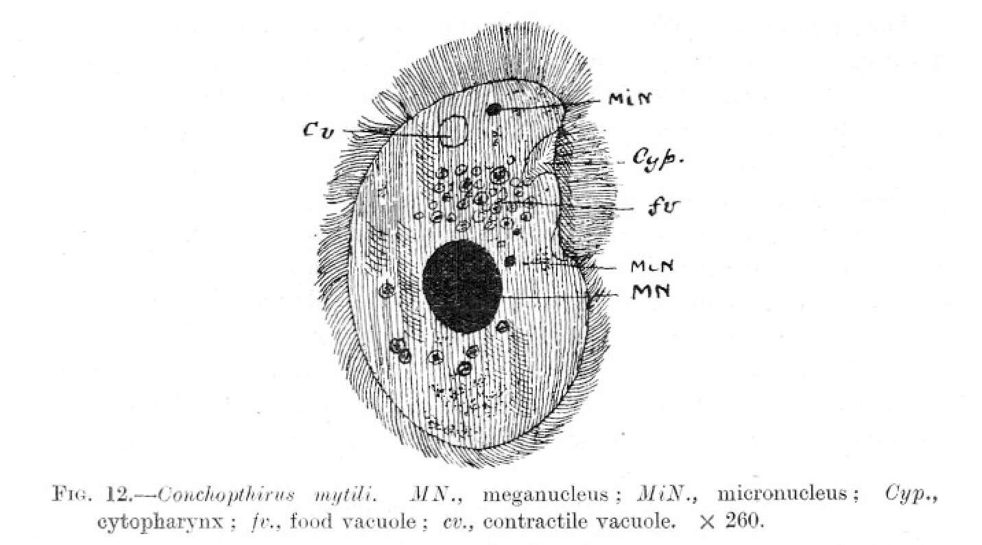 Sivun Peniculistomatidae kuva