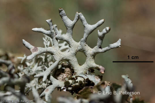 Image of Forked tube lichen