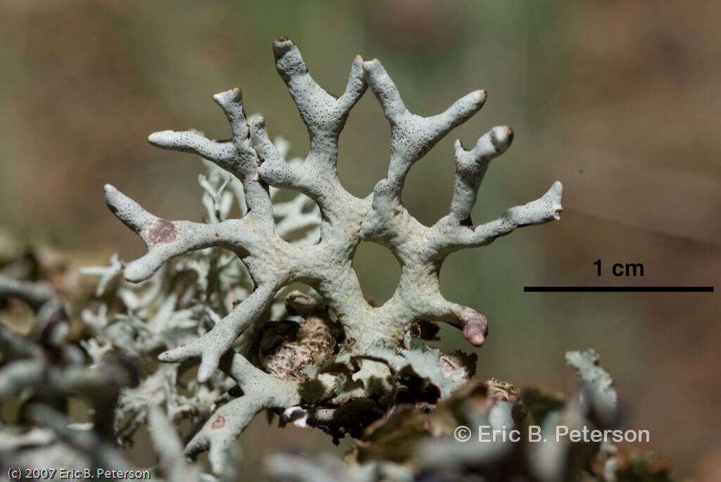 Image of Forked tube lichen