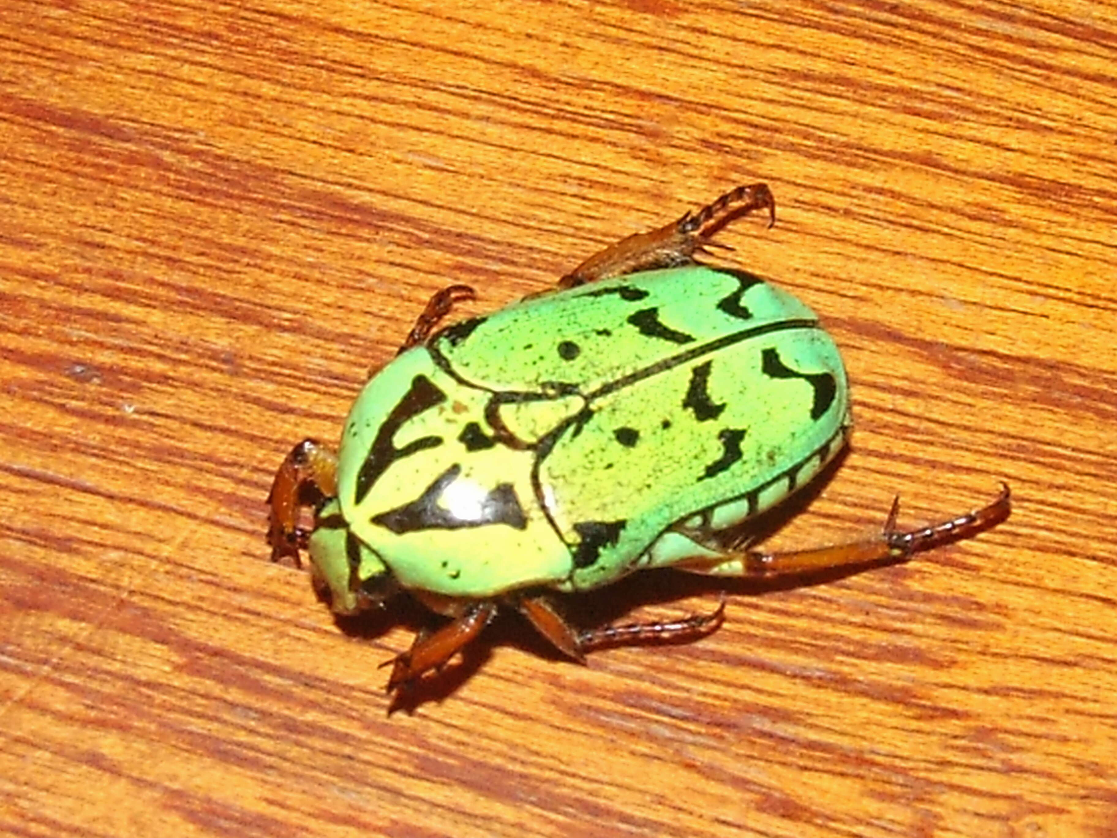 Image of flower chafers (beetles)