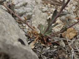 Image of rabbit ear rockcress