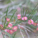 صورة Dodonaea filifolia Hook.