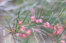 Image de Dodonaea filifolia Hook.