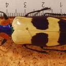 Image of Chrysochroa buqueti (Gory 1833)