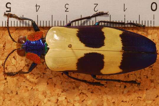 Image of metallic wood-boring beetle