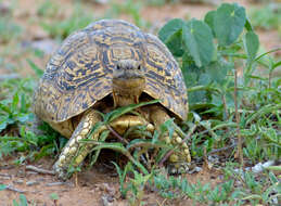 Image of Stigmochelys