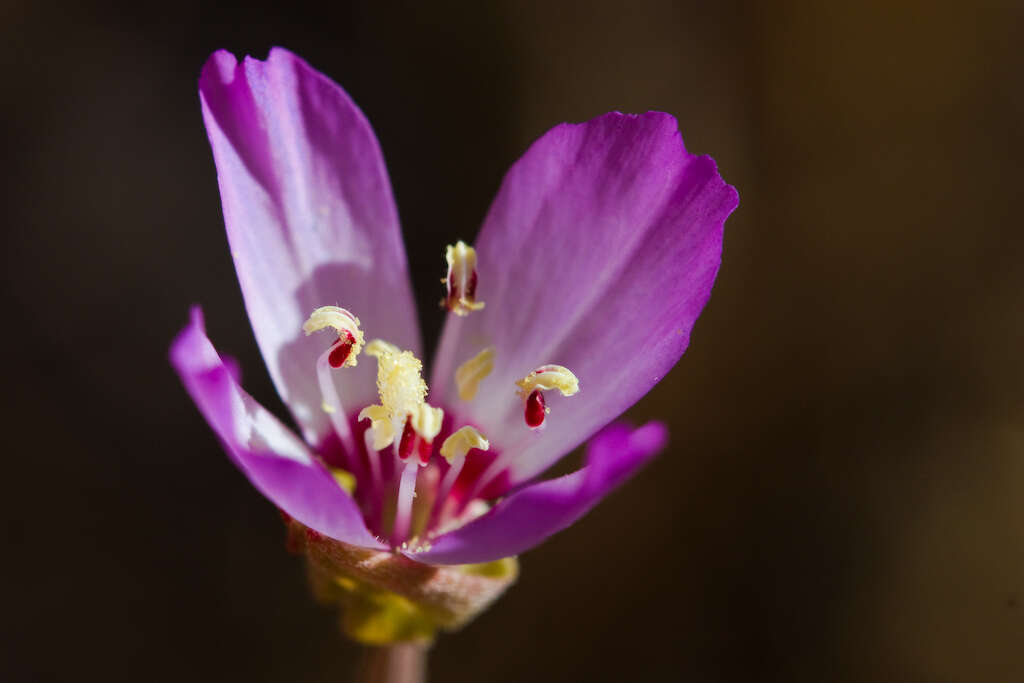 Plancia ëd Clarkia franciscana H. Lewis & Raven