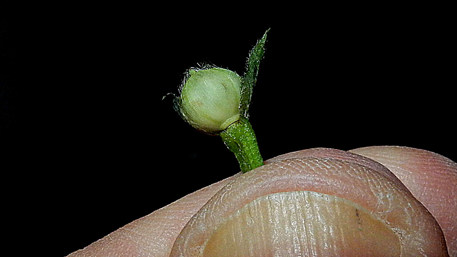 Image of Ipomoea cynanchifolia Meisn.