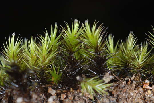 Слика од Campylopus umbellatus Paris 1894