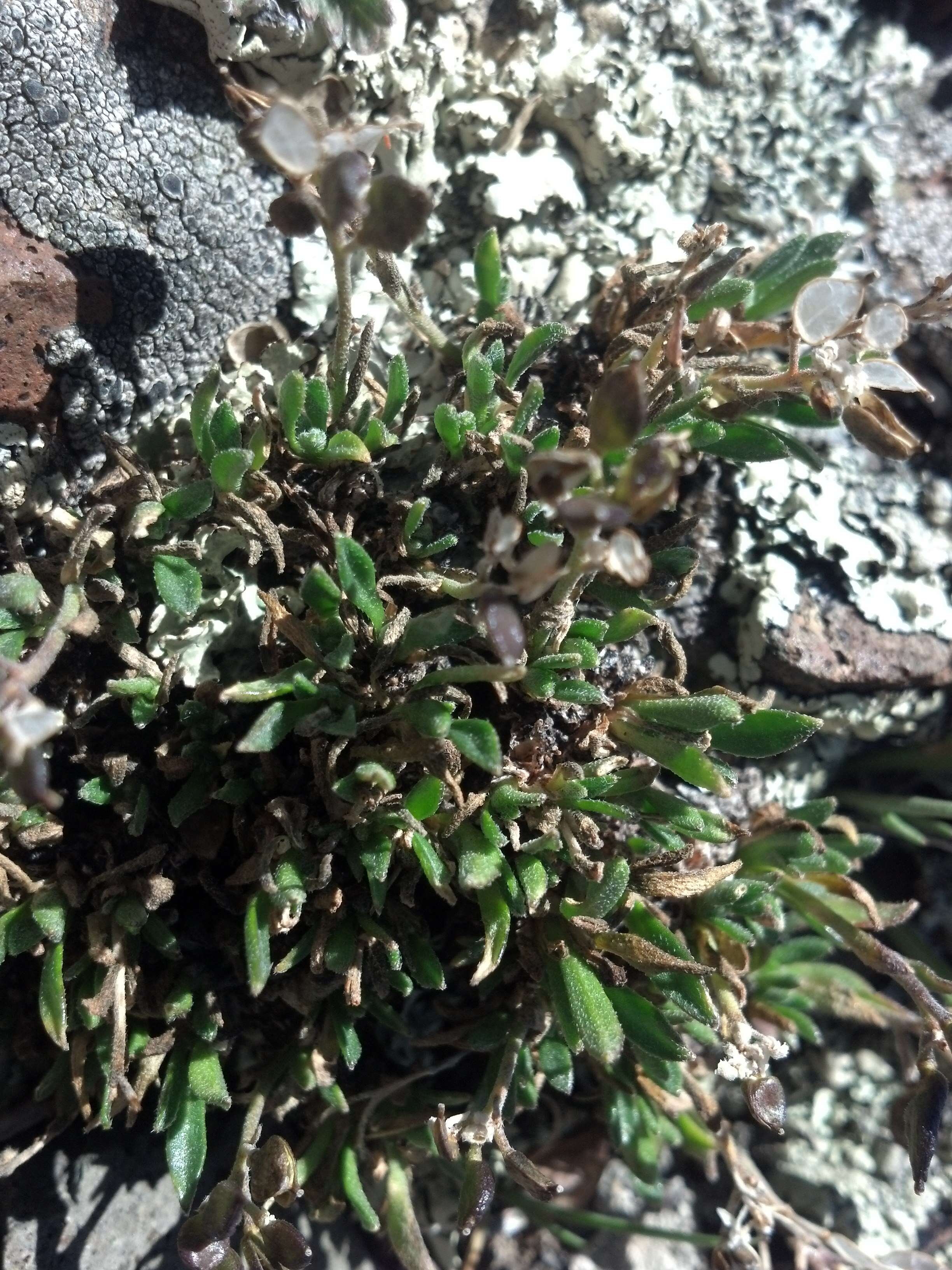 Слика од Draba porsildii G. A. Mulligan