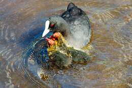 Image of Common Coot