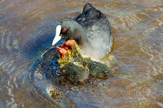 Image of Common Coot