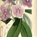 Image of Brunfelsia hydrangeiformis subsp. hydrangeiformis