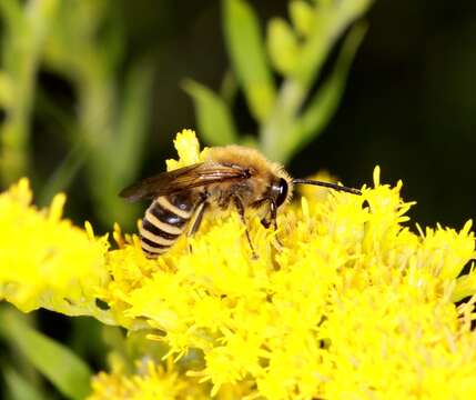 Image of Colletes hederae Schmidt & Westrich 1993