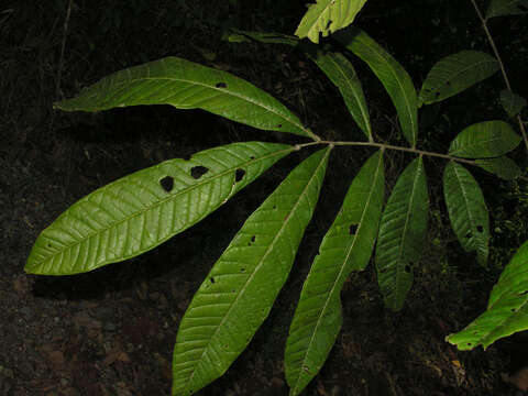 Image of Talisia nervosa Radlk.