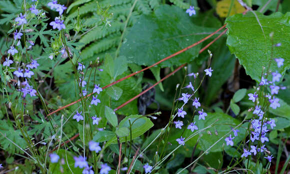 Image de Lobelia feayana A. Gray