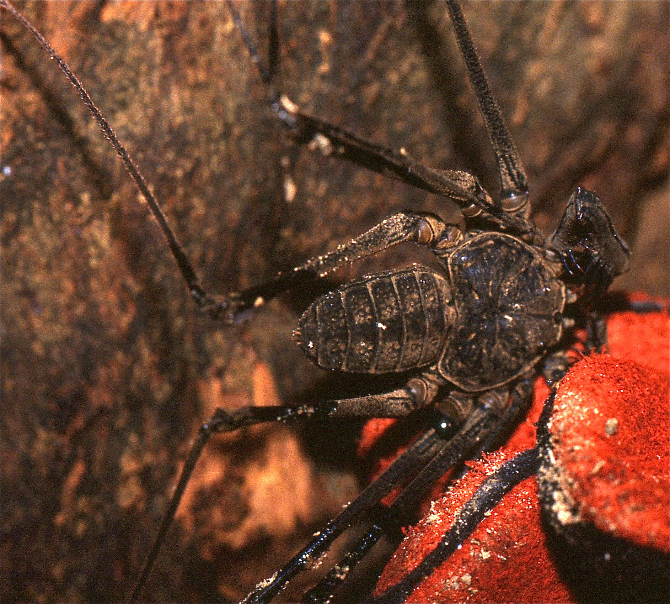 Image of Euamblypygi Weygoldt 1996