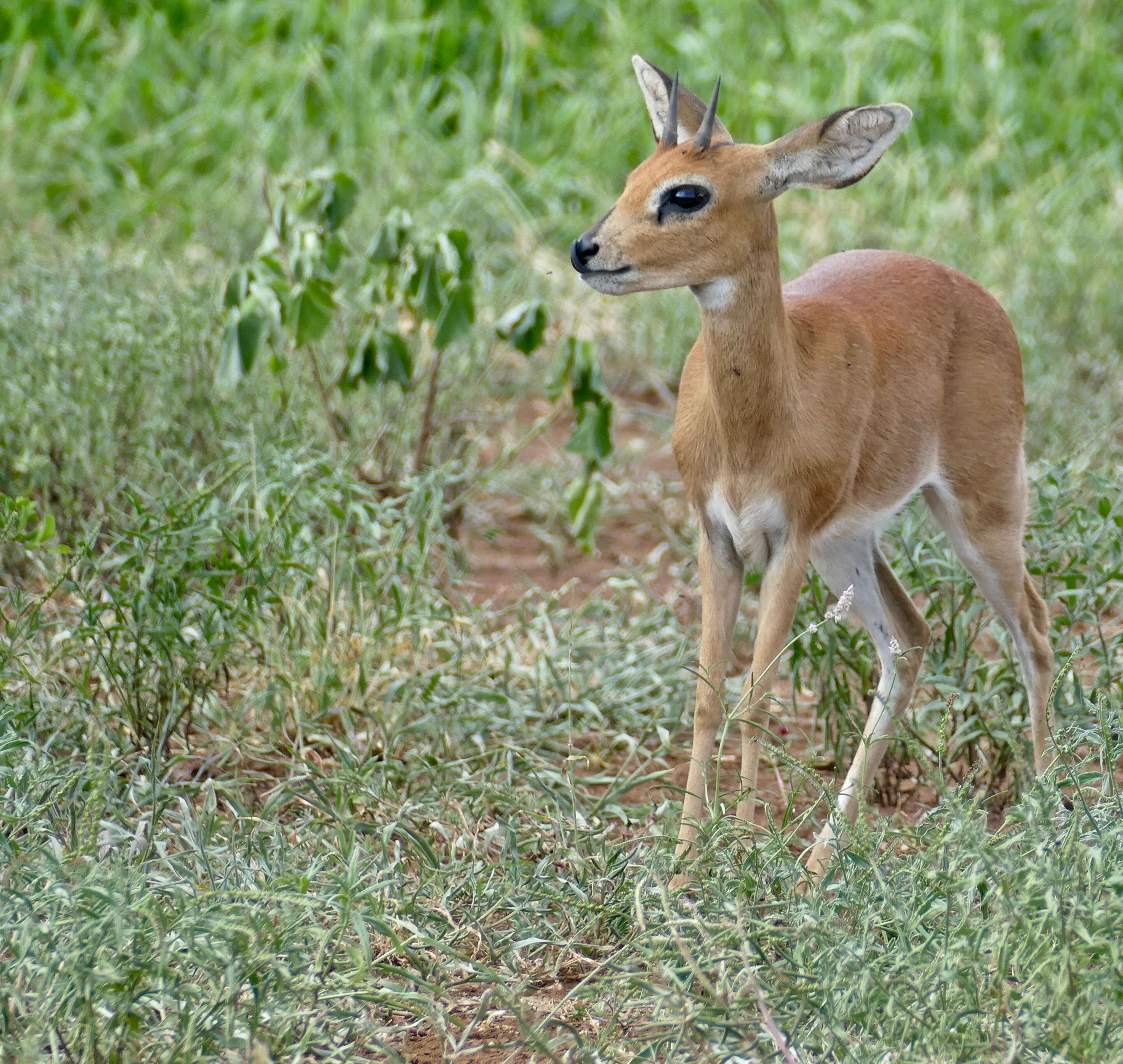 Image of Steenbok